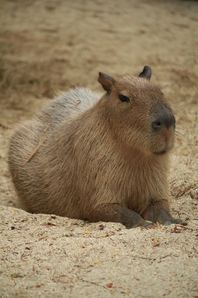 Capybara